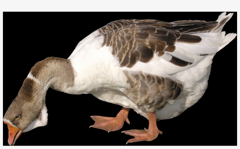 Free Png Duck Images - Portable Network Graphics, transparent png download