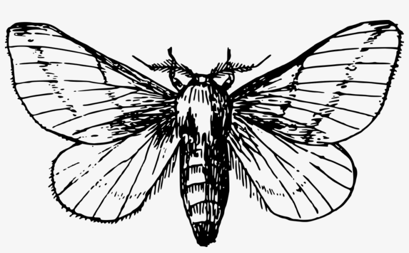Butterfly Drawings 20, Buy Clip Art - Moth Drawing, transparent png download
