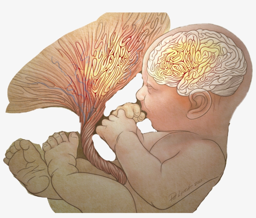 Fetus, transparent png download