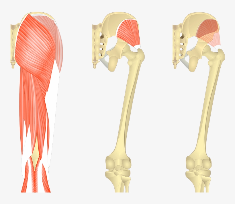 Feature Image, Three Images Showing Posterior View - Semimembranosus Attachment, transparent png download