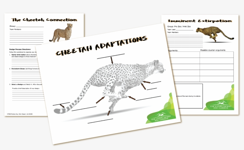 The Living Desert Cheetah Fun K-12 Activity Guides - Cheetah, transparent png download