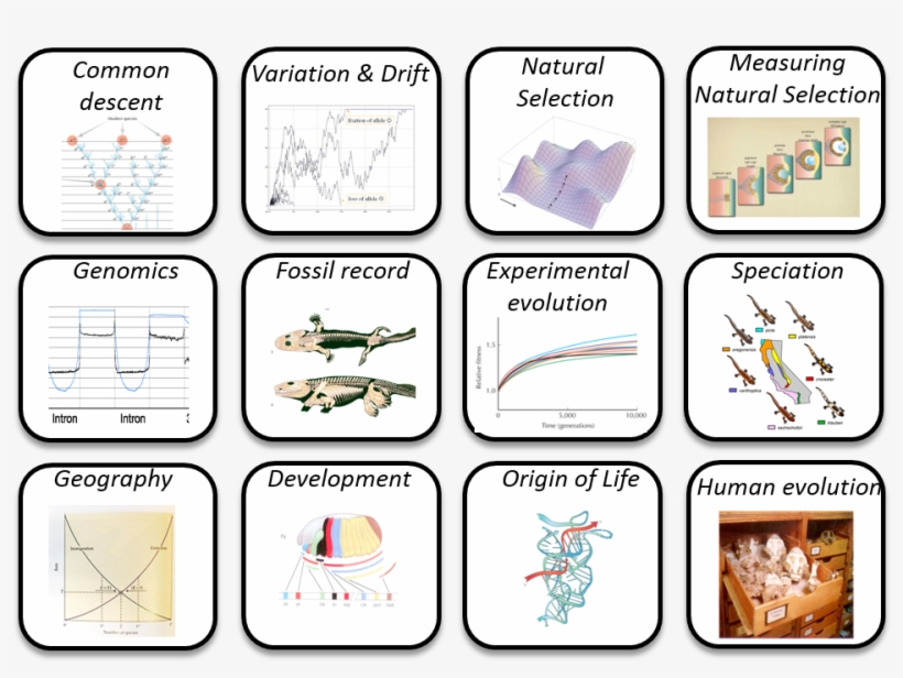 Picture1 - Biological Species Concept, transparent png download