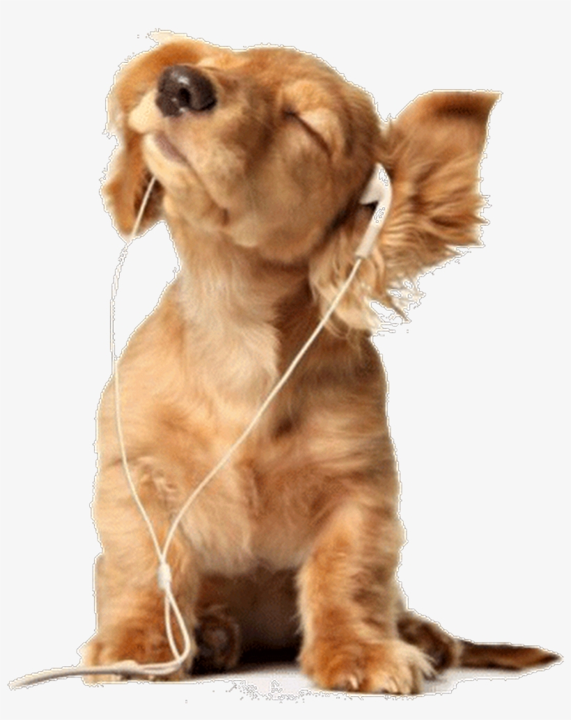 Boa Noite Amigos E Amigas - Listening To Music Puppy, transparent png download