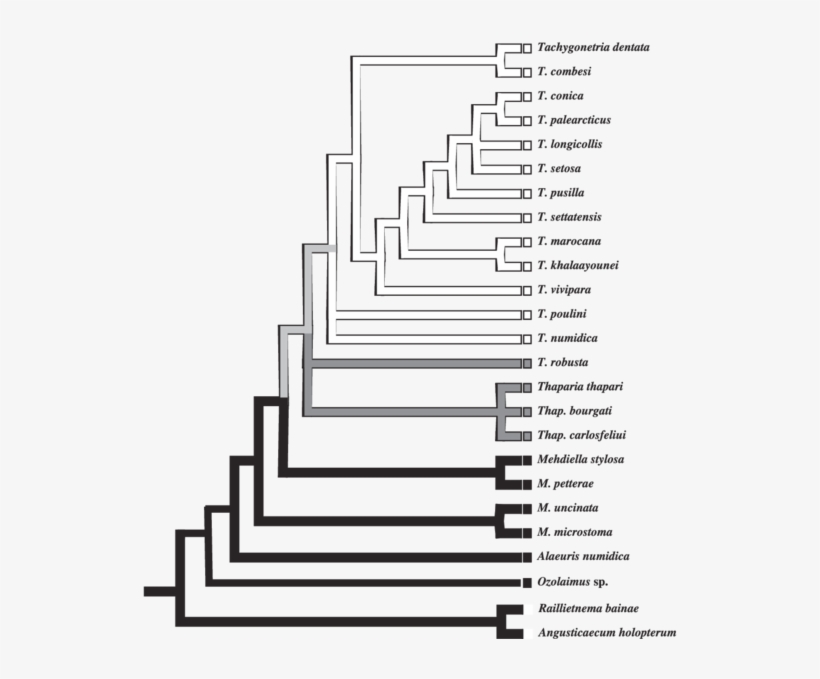 Mapping Of The Localization Of The Palaearctic Parasite - Diagram, transparent png download