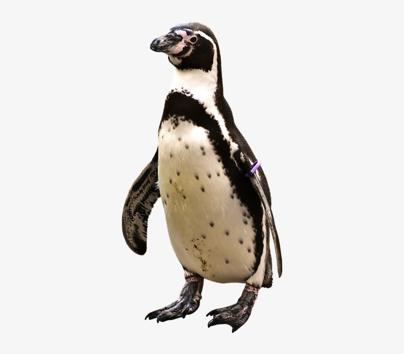 Penguin Png Penguin Animal World Water - Antarctic Animals Png, transparent png download