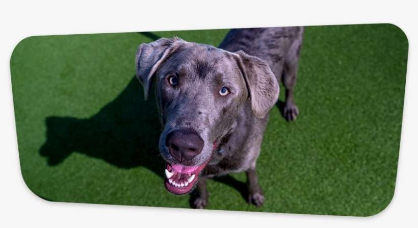 Peace Of Mind For You - Dog Catches Something, transparent png download