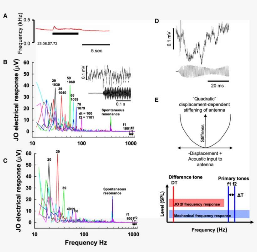 Responses To Low Frequency And Dts From The Jos Of - Harmonic, transparent png download