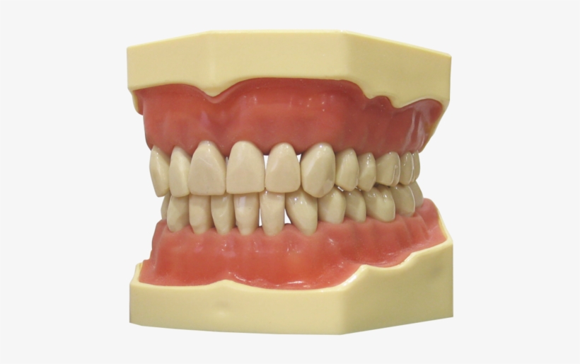 Typodont Jaw - Navadha Zx - Typodont Teeth, transparent png download