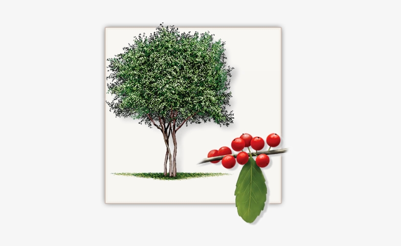 Yaupon Holly Trees Dallas - Small Tree With Name, transparent png download
