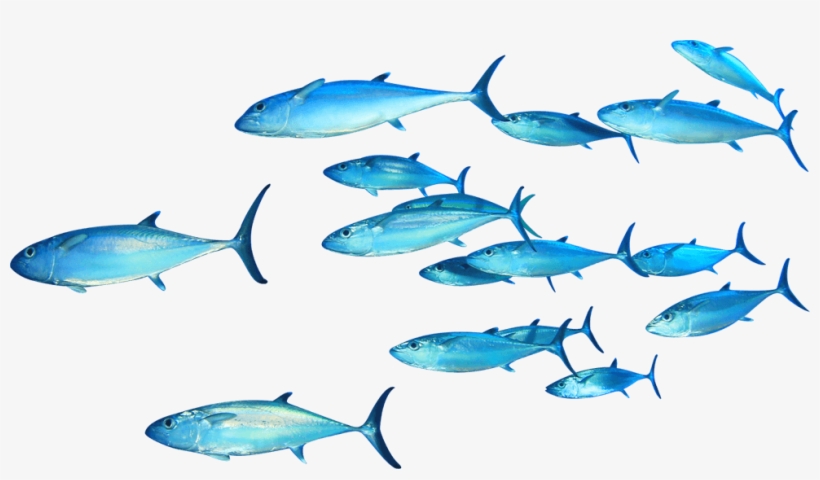 Thunnus Fish Clip Art - Fitness Authority Omega-3 120 Capsules Lemon, transparent png download