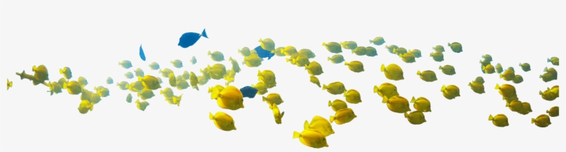 Keep Fish On The Reef - Illustration, transparent png download