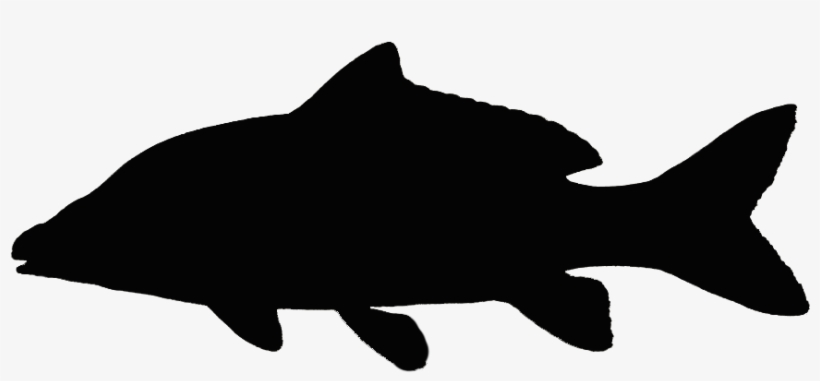 Fishes - Vector Graphics, transparent png download