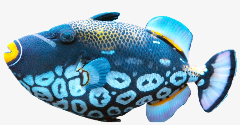 Max Ultra - Fish Png, transparent png download