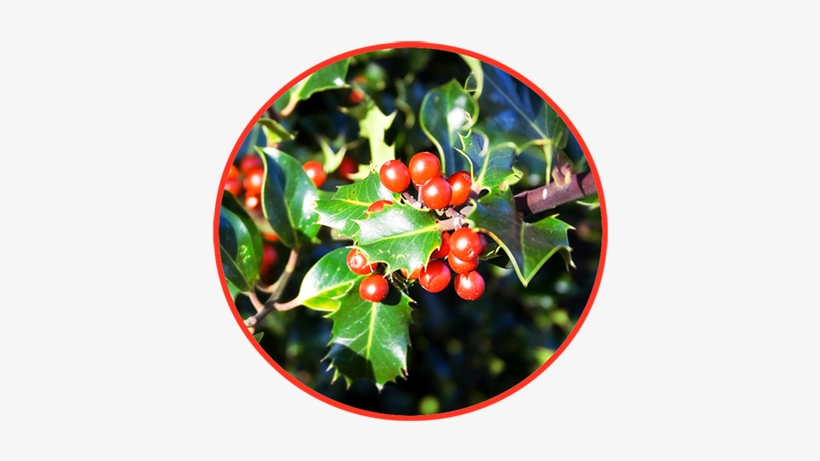 Holy With Berries - Common Holly, transparent png download