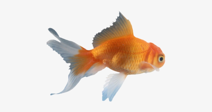 Picture Black And White Download Snegy S Theme Kaneki - Real Goldfish Png, transparent png download