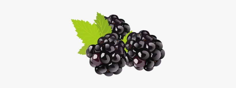 Fruit Drawing Clipart Blackberry, Fruit Logo, Set Clipart, - Blackberry Drawing, transparent png download