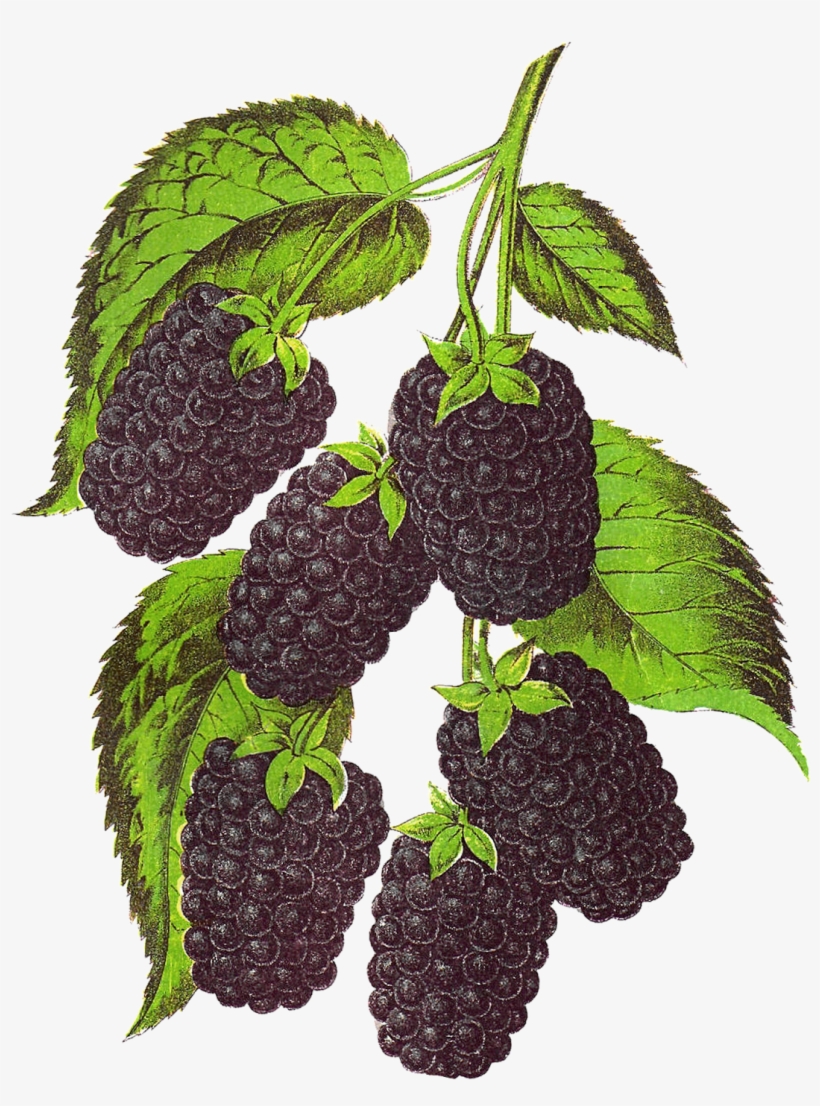Gorgeous Vintage Stock Fruit Artwork Of And - Blackberry Clipart Png, transparent png download