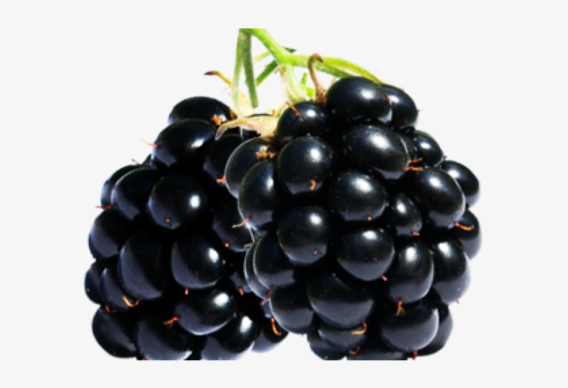 Blackberry, transparent png download