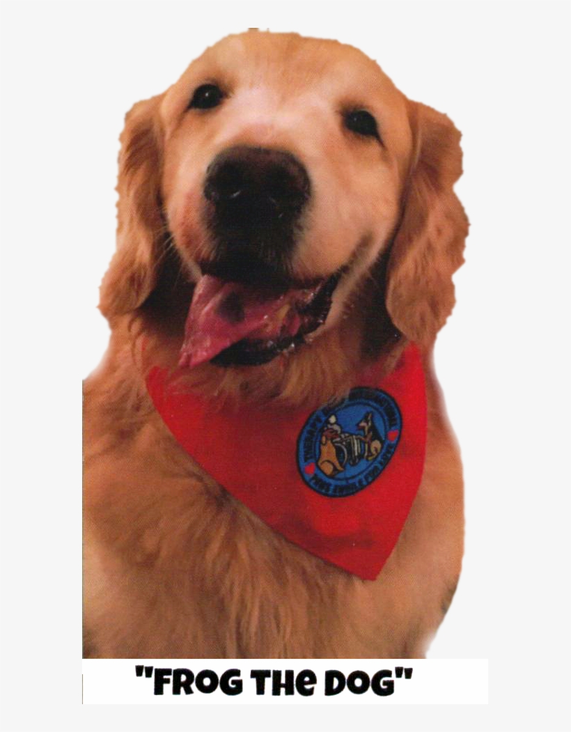 Read With Frog The Dog - Golden Retriever, transparent png download