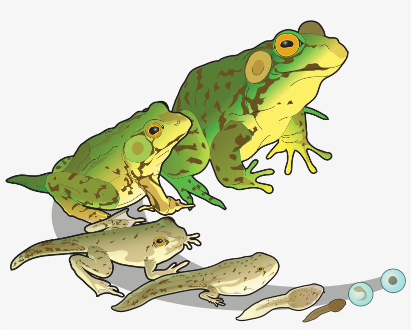 Collection Of Free Frog Drawing Biology Download On - Characteristics Of Life Growth And Development, transparent png download