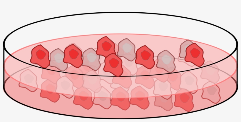 Cell Biology Black And White Stock Huge Freebie Download - Cell Culture Dish Clip Art, transparent png download