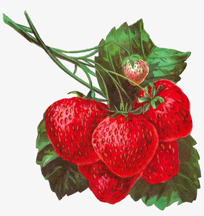Pretty Digital Strawberry Clip Art In Gorgeous Detail - Vintage Strawberries Png, transparent png download