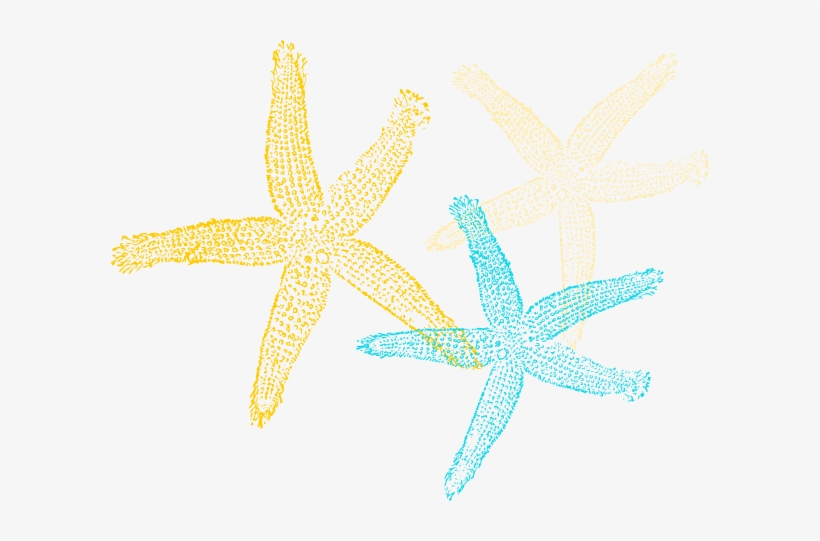 Sea Star Vector Png, transparent png download