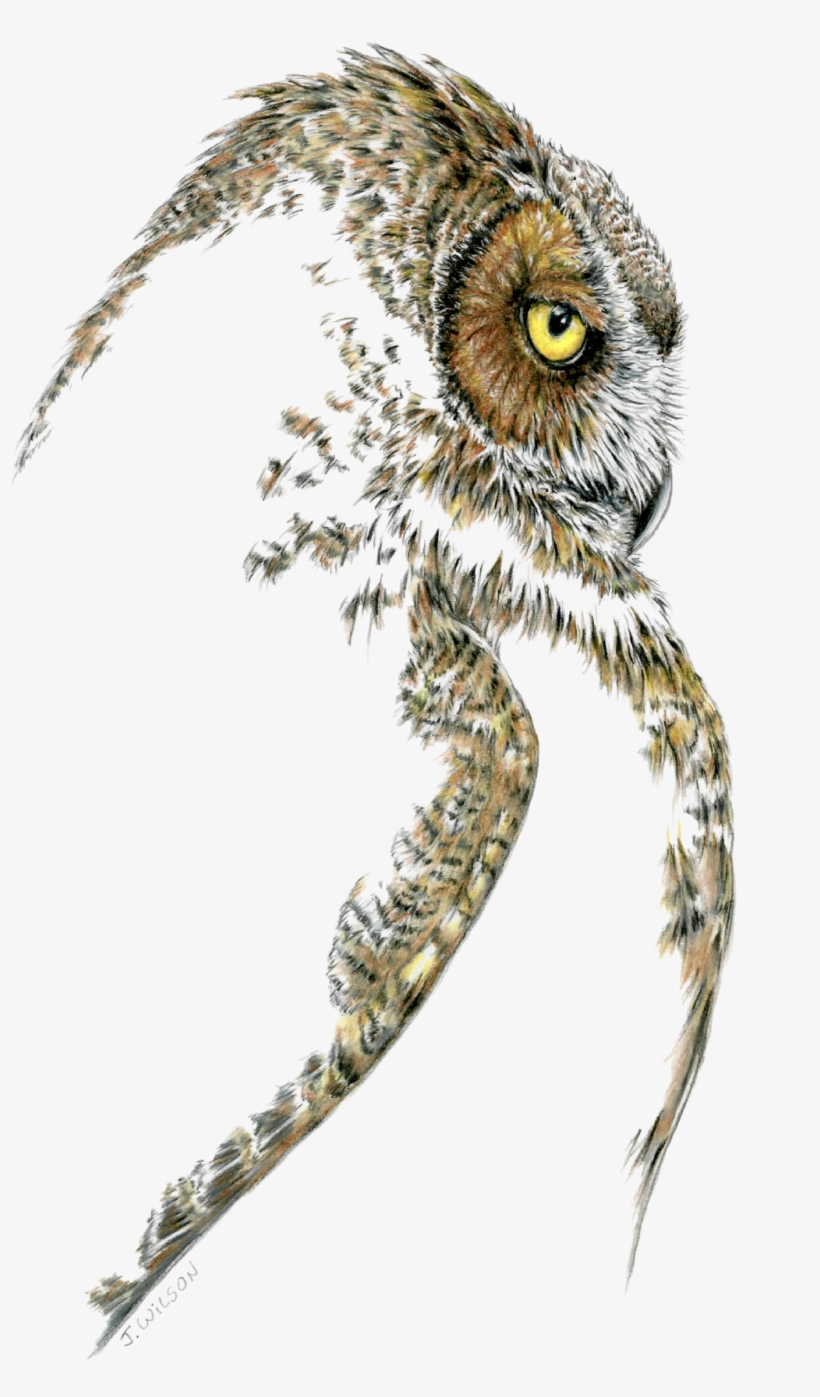 Great Horned Owl Profile V=1533656211 - Drawing Great Horned Owl, transparent png download