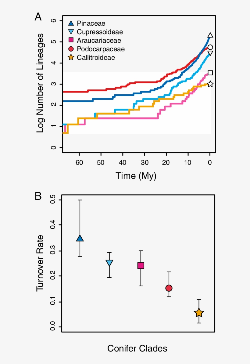 Diversification Dynamics Of Northern And Southern Hemisphere - Diagram, transparent png download