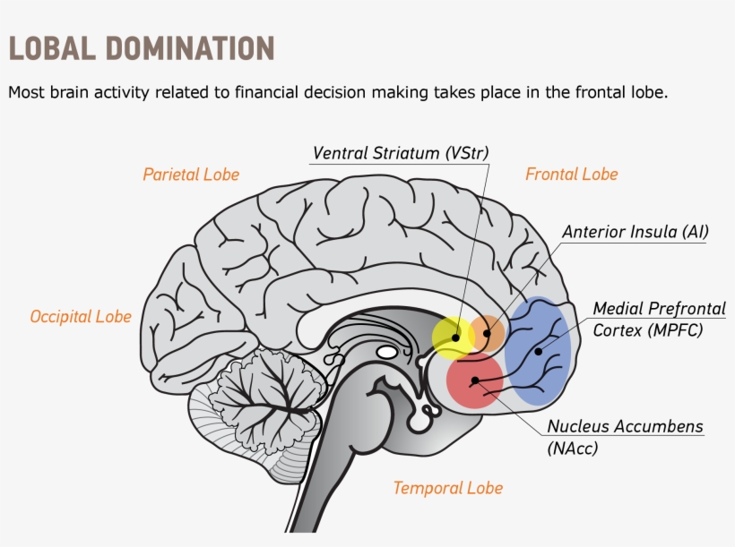 Neuroeconomics Brain Illustration V1 - Brain, transparent png download