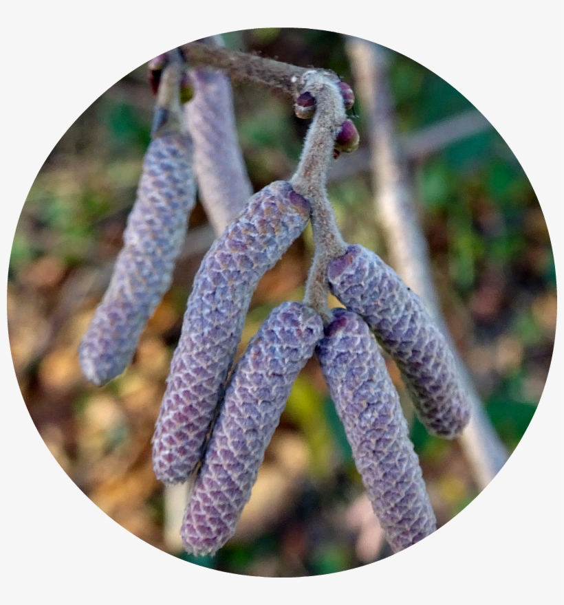 Laurie Lee - Hazel Alder, transparent png download