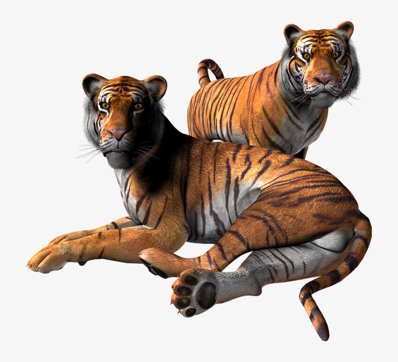 Tiger Png 8, Buy Clip Art - Animals Render, transparent png download
