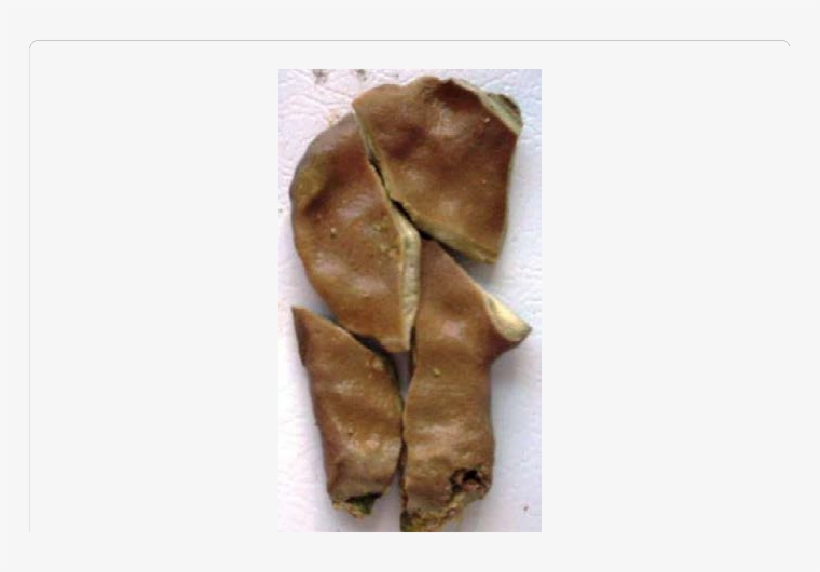 A Single Bladed Millepora Colony Was Broken Into Four - Baguette, transparent png download