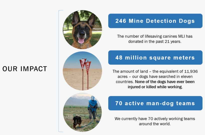 Mine Detection Dog Partnership Program - Dog, transparent png download