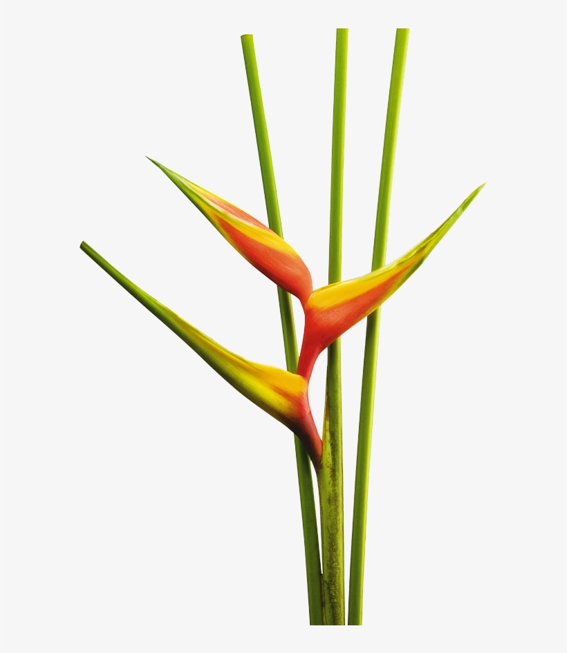 Heliconia Bihai Arawak - Flores Tropicalea Png, transparent png download