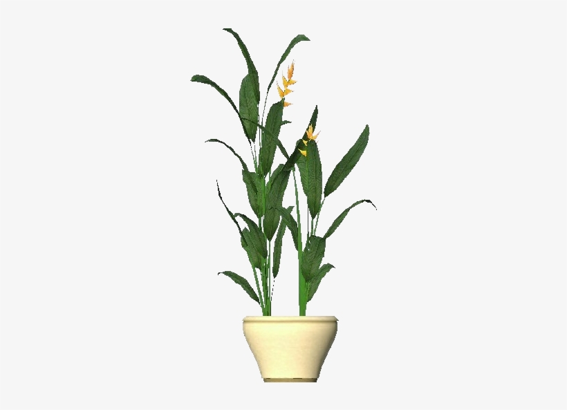 3d Flowers - Heliconia - Houseplant, transparent png download