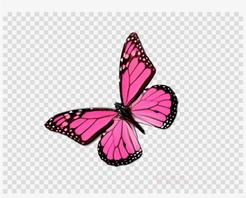 Download Pink Butterfly Png Clipart Butterfly Insect - Mass Effect Tali Zorah Inflation, transparent png download