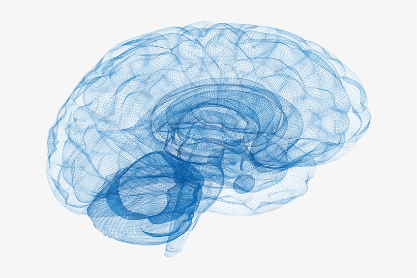 Home Brain - Neurologia De Bolsillo By M. Brandon Westover, transparent png download