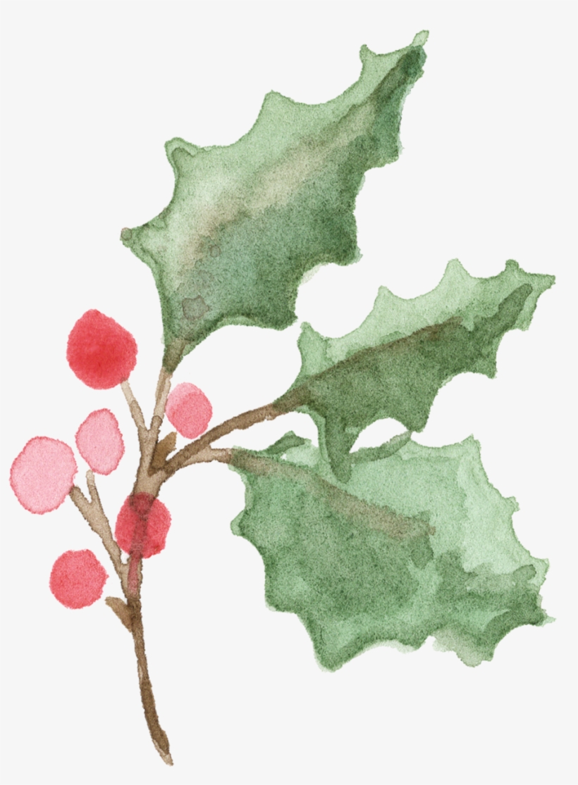 25 Holly Branch, transparent png download