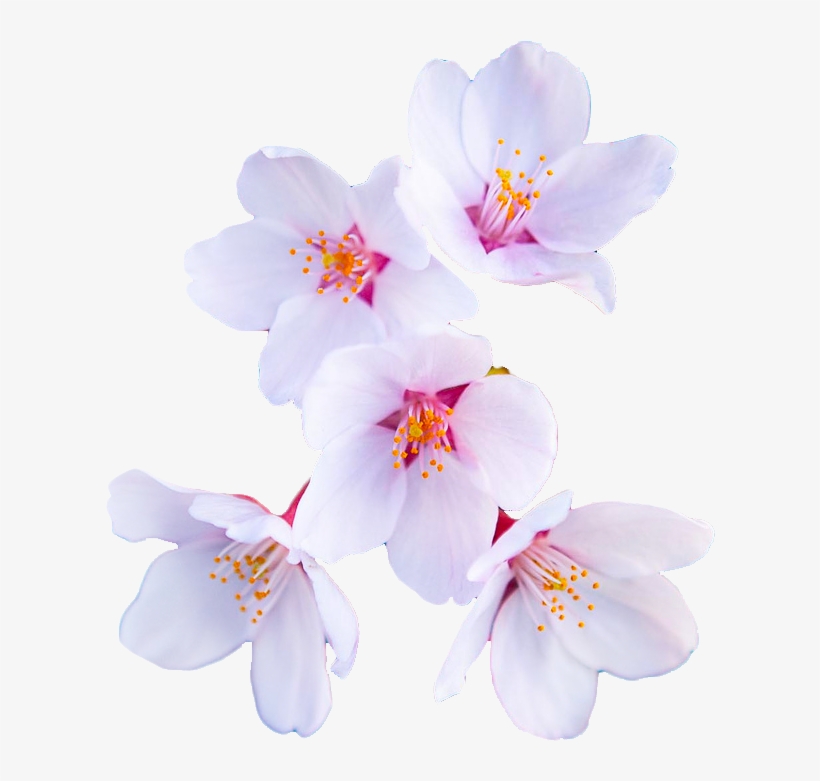 “ Cherry Blossom From The Prunus Genus - Cherry Blossom Transparent Background, transparent png download