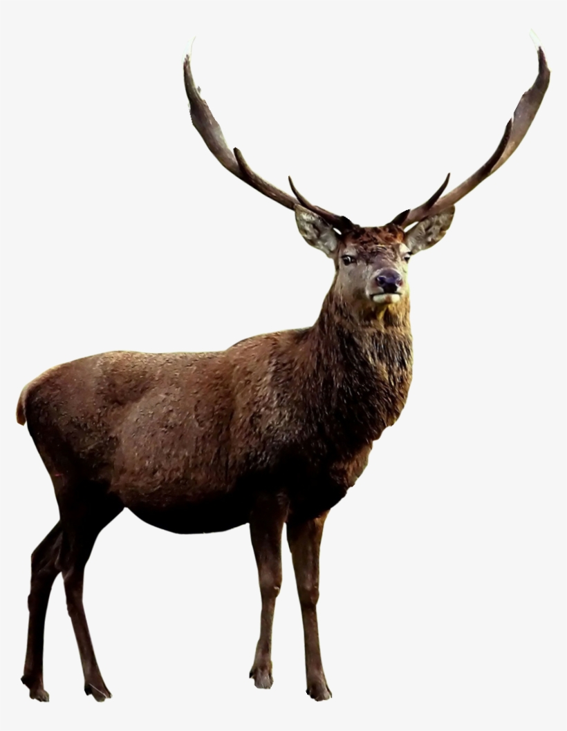 Red Roe Antler Material - Ciervo Png, transparent png download