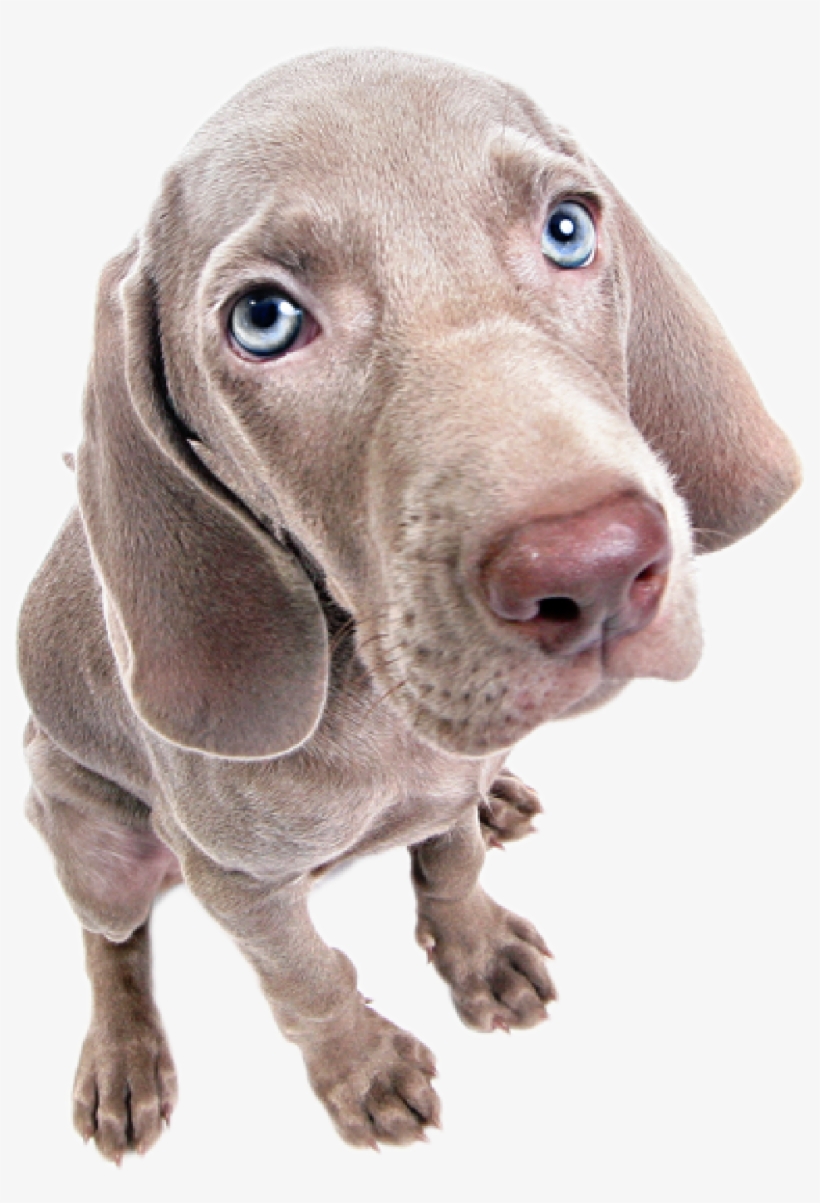 Don't Give Us Those Puppy Dog Eyes - Dog, transparent png download