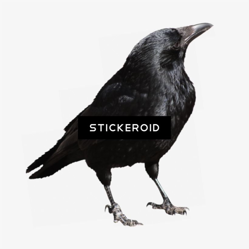 Crow - Portable Network Graphics, transparent png download