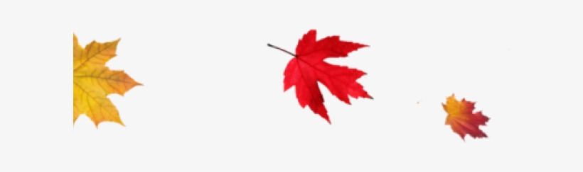 Thanksgiving Png Transparent Images - Fall Leaf Transparent Background, transparent png download