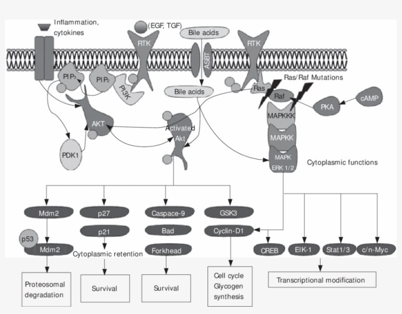 Overview Of The Akt And Erk Signaling Pathway - Diagram, transparent png download