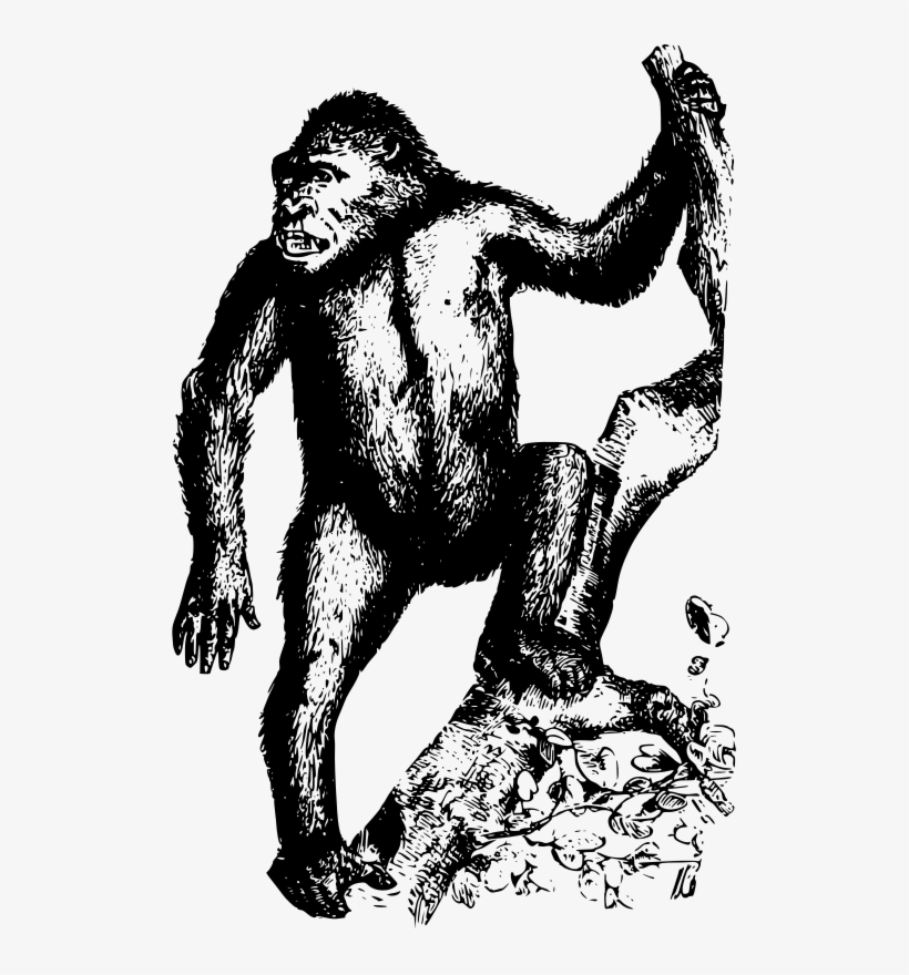 Gorilla, transparent png download