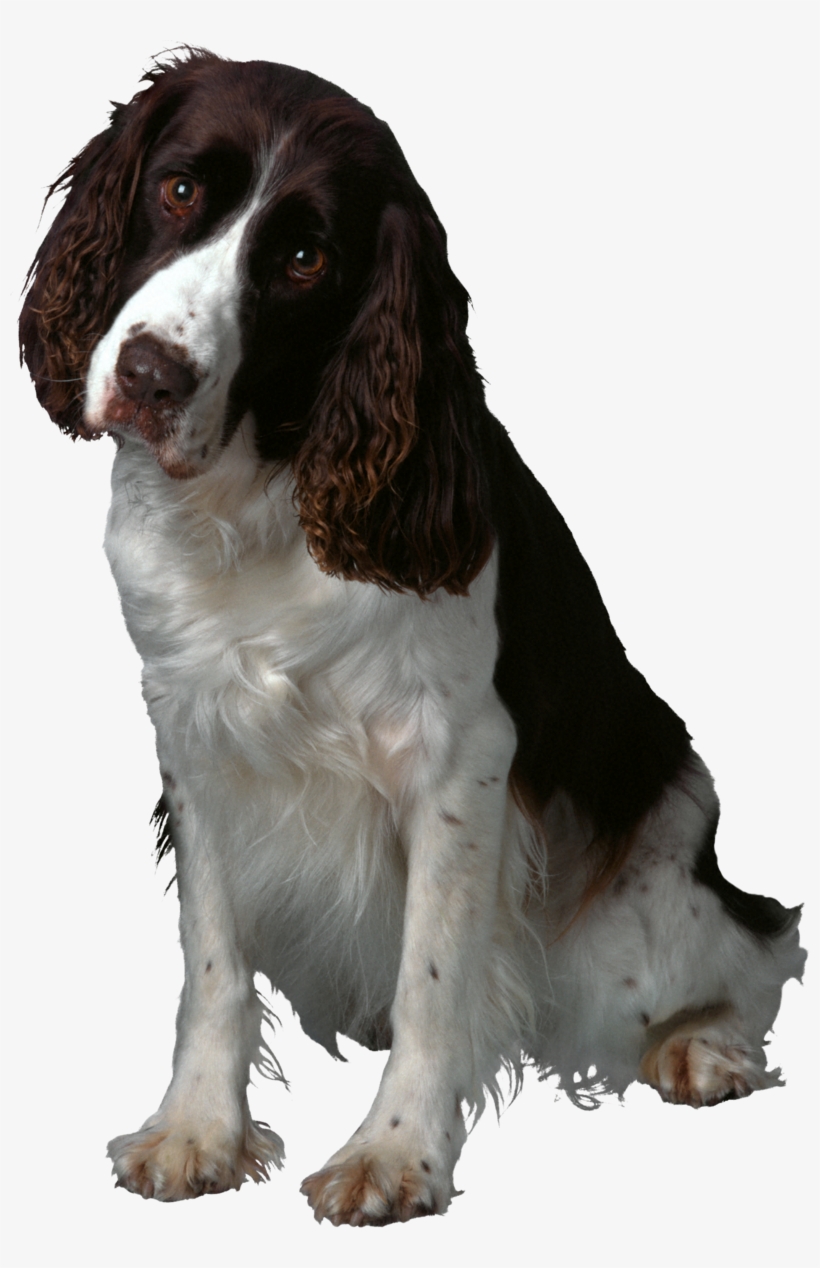 Dog Png, Download Png Image With Transparent Background, - Springer Spaniel Santa Greeting Cards (pk Of 10), transparent png download