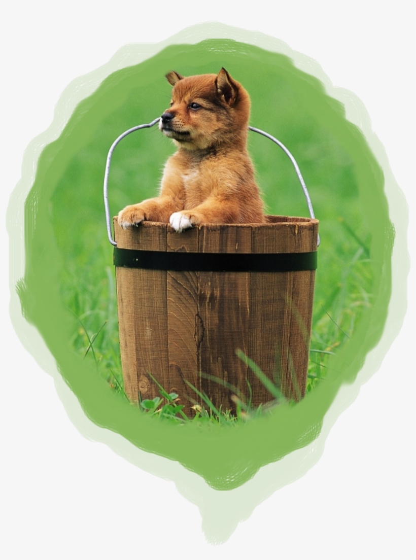 Puppy - Dogs In A Bucket, transparent png download