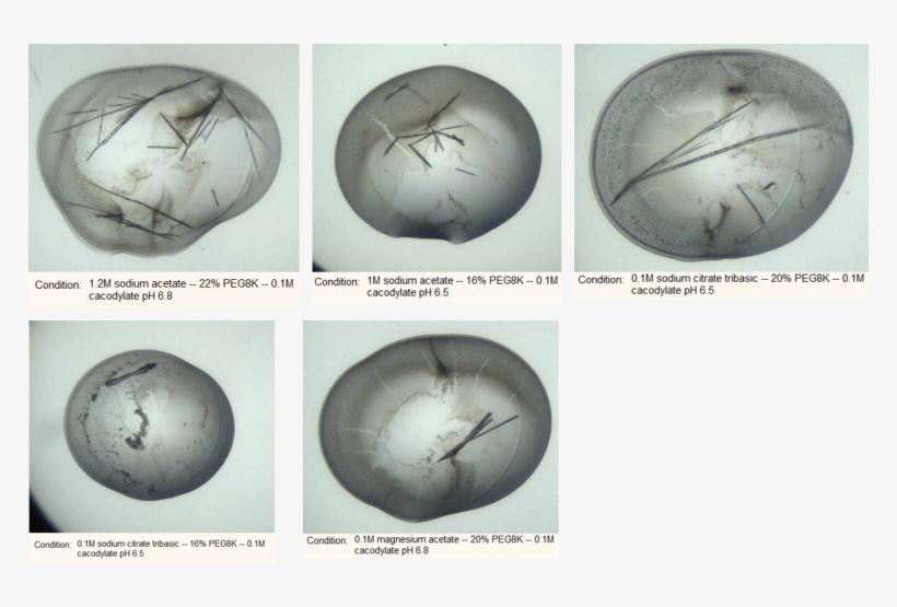 0 Replies 5 Retweets 9 Likes - Sphere, transparent png download