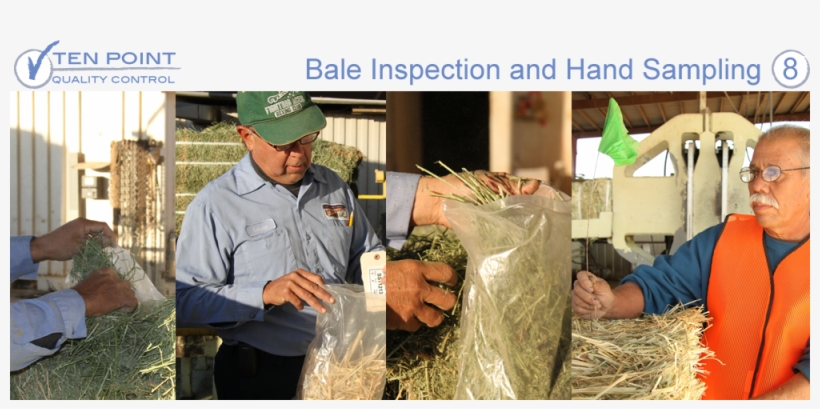 This Ensures The Hay We Shipped You Is The Exact Grade - Christmas Tree, transparent png download